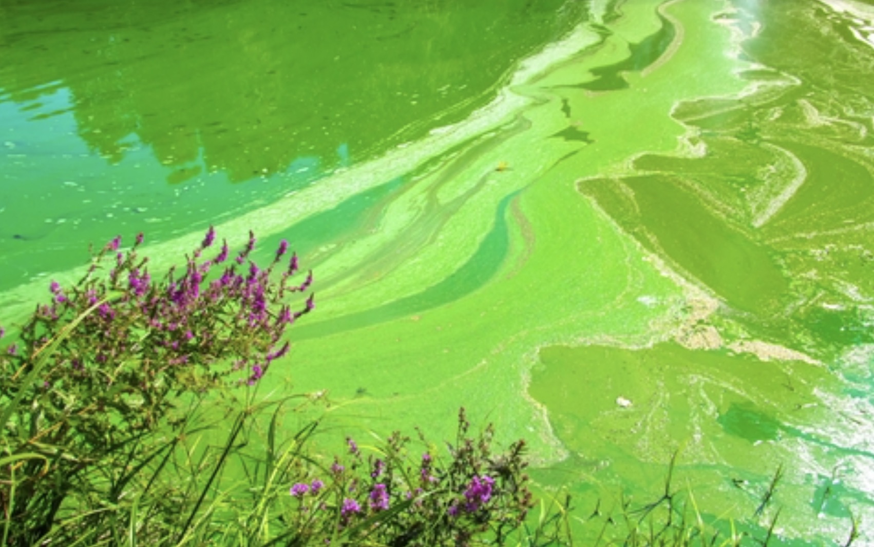 Algal blooms 